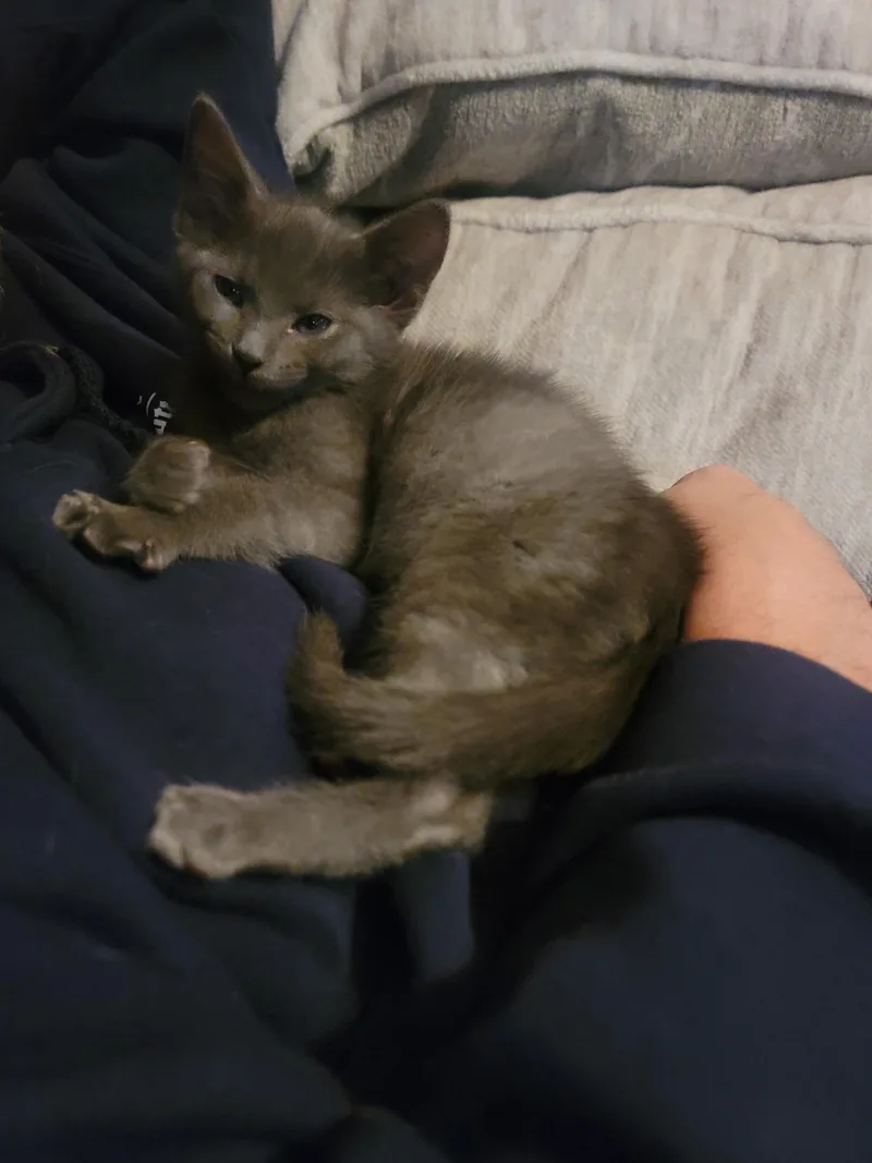 A baby small-sized female Gray / Blue / Silver Domestic Short Hair cat named Freya for adoption in Indianapolis, IN