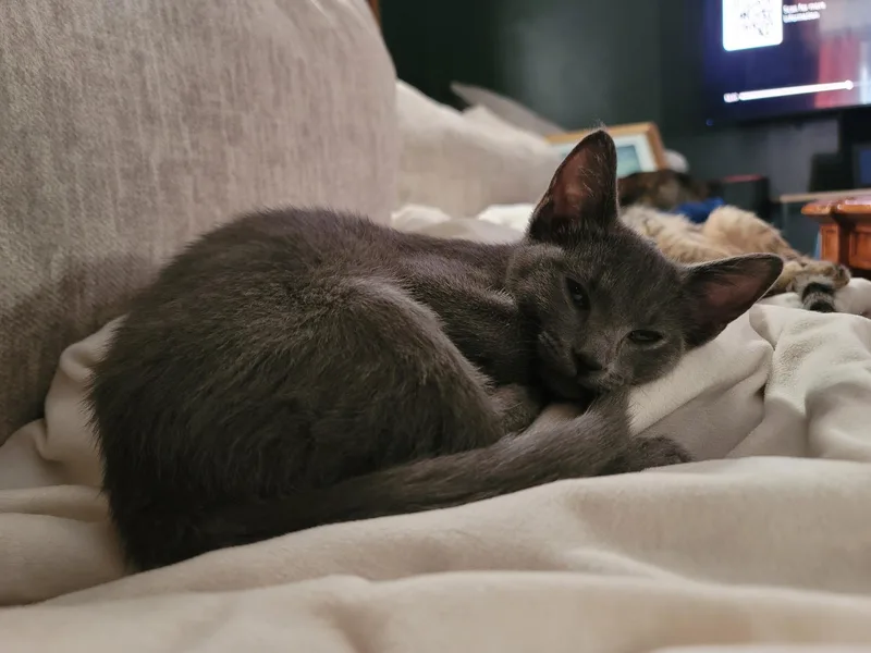 Freya thumbnail 2