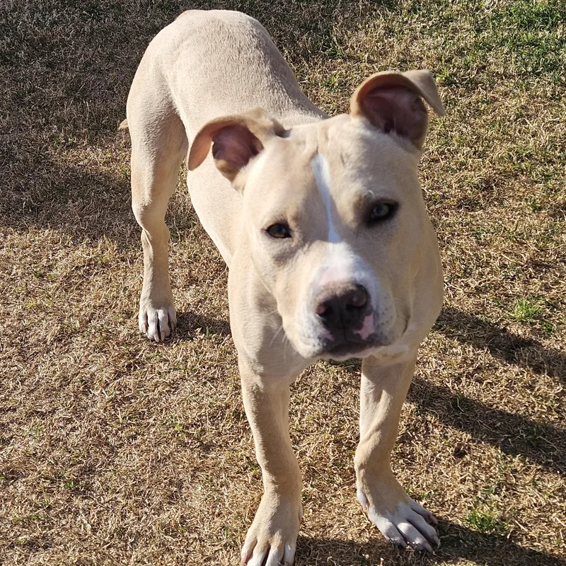 A young medium-sized male Apricot / Beige Pit Bull Terrier dog named Luke for adoption in Pottsboro, TX