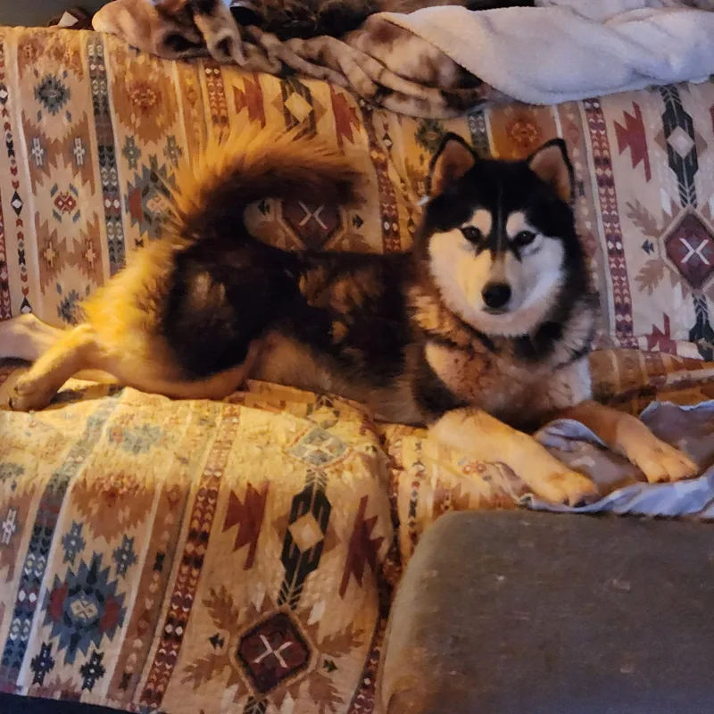 Misty Rose thumbnail 3