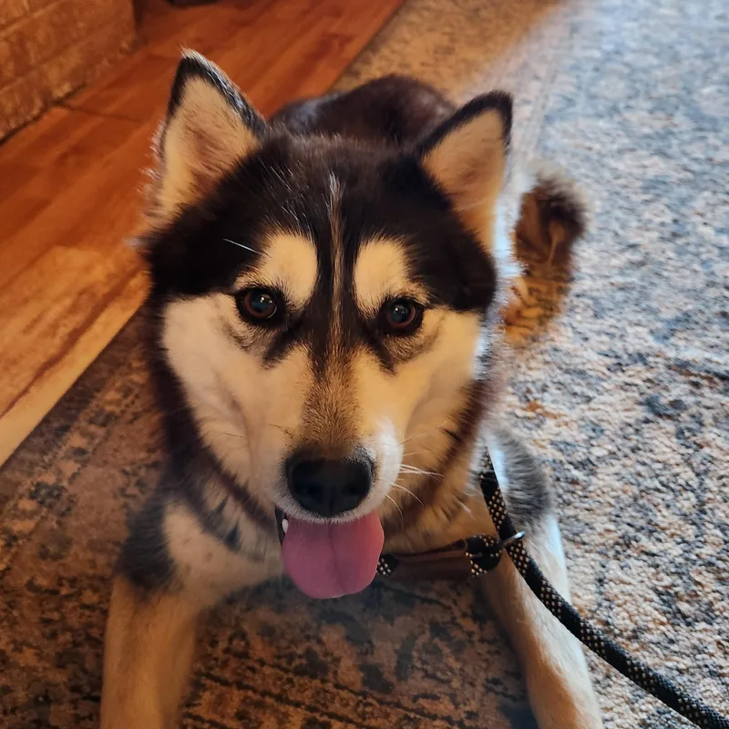 Misty Rose thumbnail 5