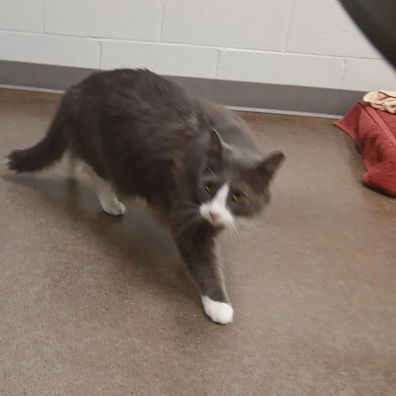 Pip thumbnail 2