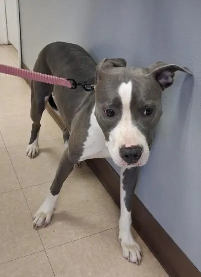 A young medium-sized female Pit Bull Terrier dog named Pebble for adoption in Killeen, TX