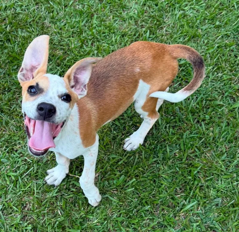 A baby medium-sized male Mixed Breed dog named Toffee HERE IN NH for adoption in Northwood, NH