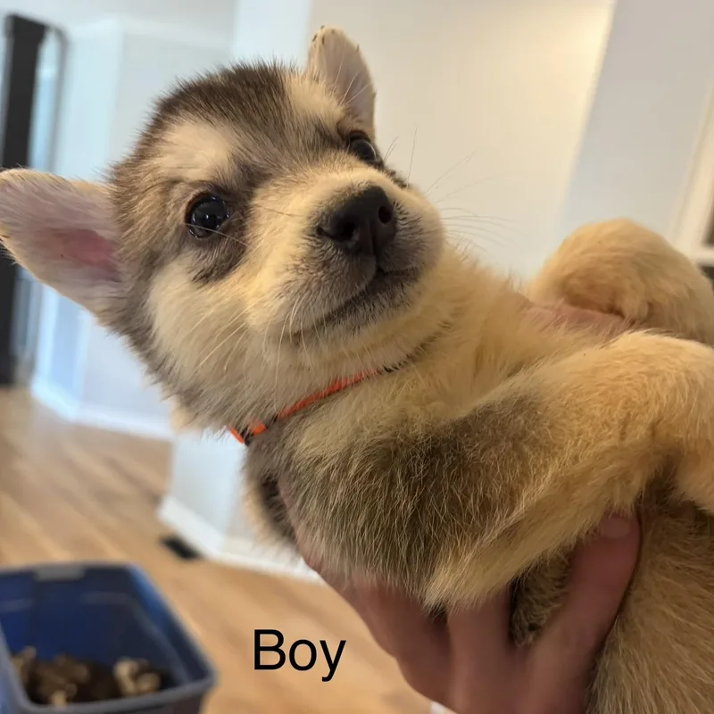 A baby medium-sized male Black Siberian Husky dog named Brady for adoption in Brentwood, TN