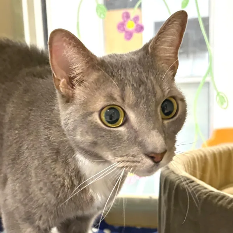 An adult medium-sized male Gray / Blue / Silver Domestic Short Hair cat named Lipton for adoption in Sarasota, FL
