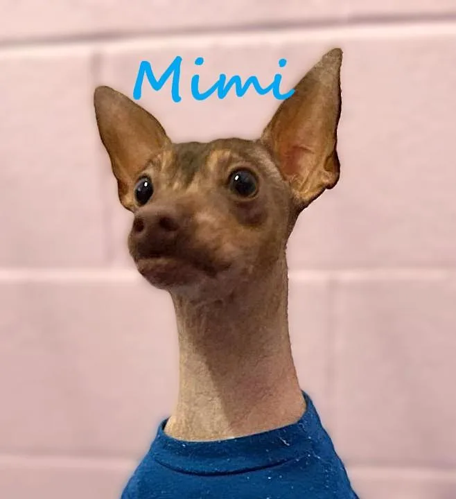 Mimi thumbnail 2