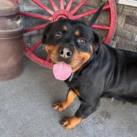 An adult large-sized female Rottweiler dog named Jamie for adoption in Zionsville, IN