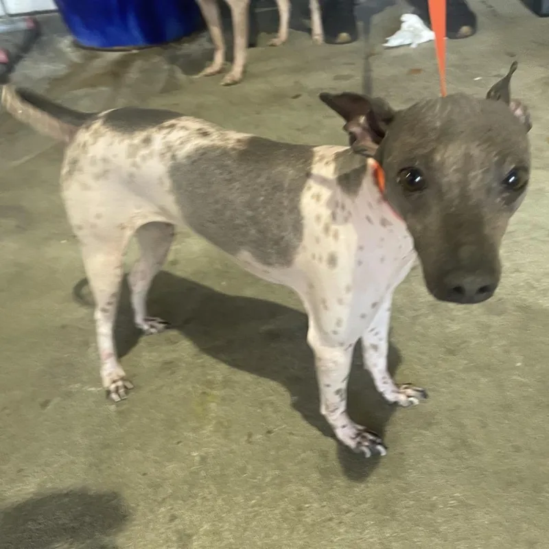 An adult small-sized female White / Cream American Hairless Terrier dog named Milly for adoption in Tampa, FL
