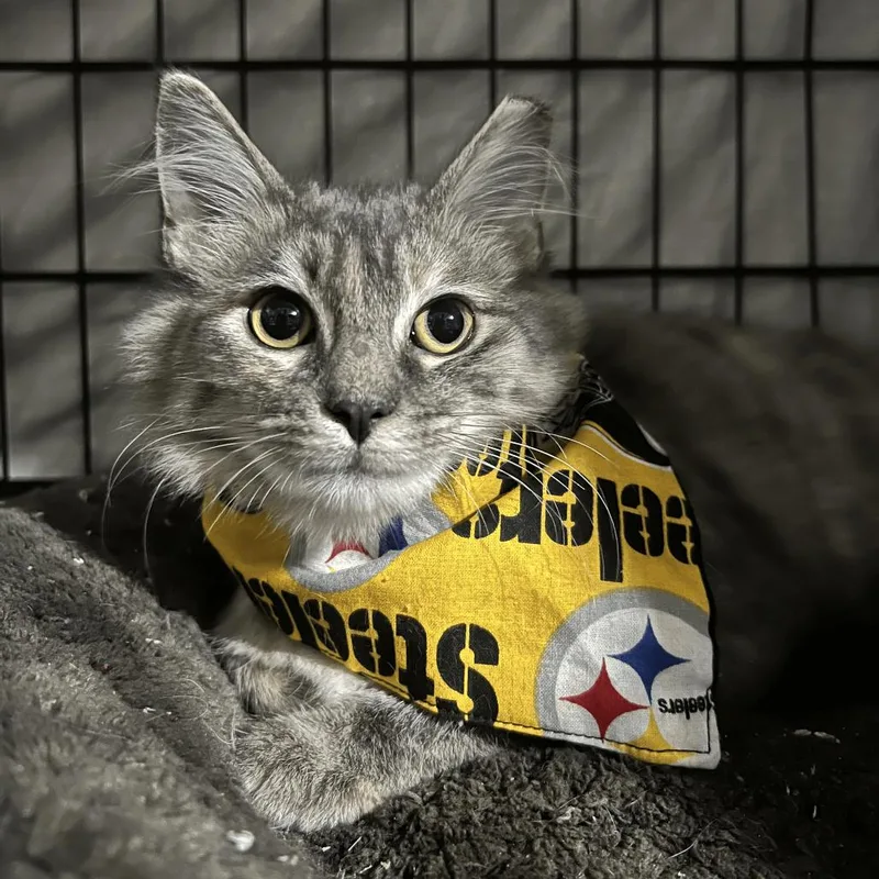A young small-sized female Domestic Long Hair cat named Tungsten for adoption in PITTSBURGH, PA