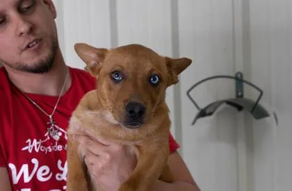 A young large-sized male Cattle Dog dog named Fizz for adoption in Kansas City, MO