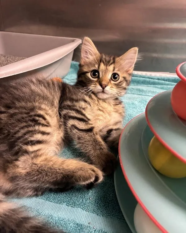 A baby small-sized female Domestic Medium Hair cat named Temple for adoption in Richmond, VA