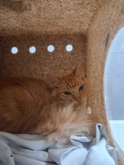 An adult medium-sized female Domestic Short Hair cat named Zakia for adoption in Sevierville, TN