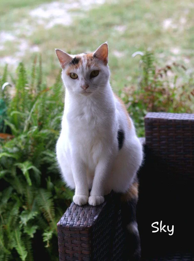 An adult medium-sized female Domestic Short Hair cat named Sky for adoption in Cromwell, KY