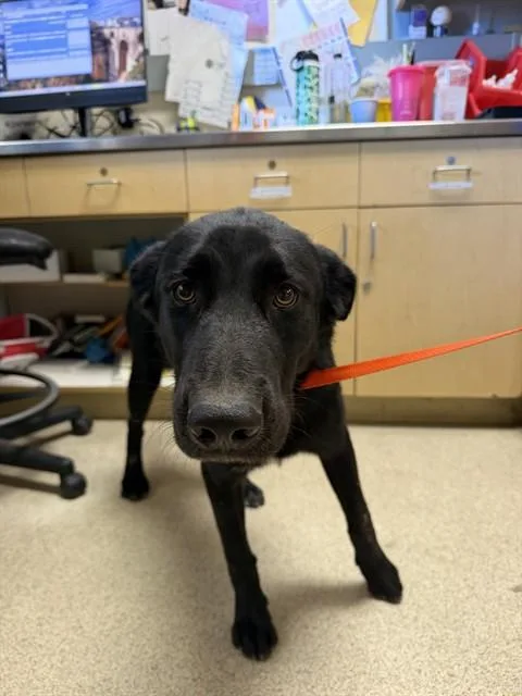 A young large-sized male German Shepherd Dog dog named Johnny for adoption in Riverside, CA