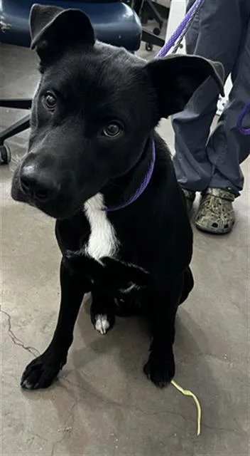 A young large-sized male Mixed Breed dog named Roman for adoption in Dallas, TX
