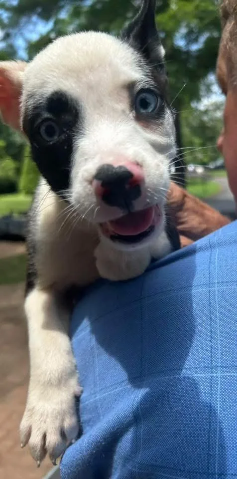 A baby medium-sized female Black Australian Cattle Dog / Blue Heeler dog named Pickles for adoption in Calera, AL