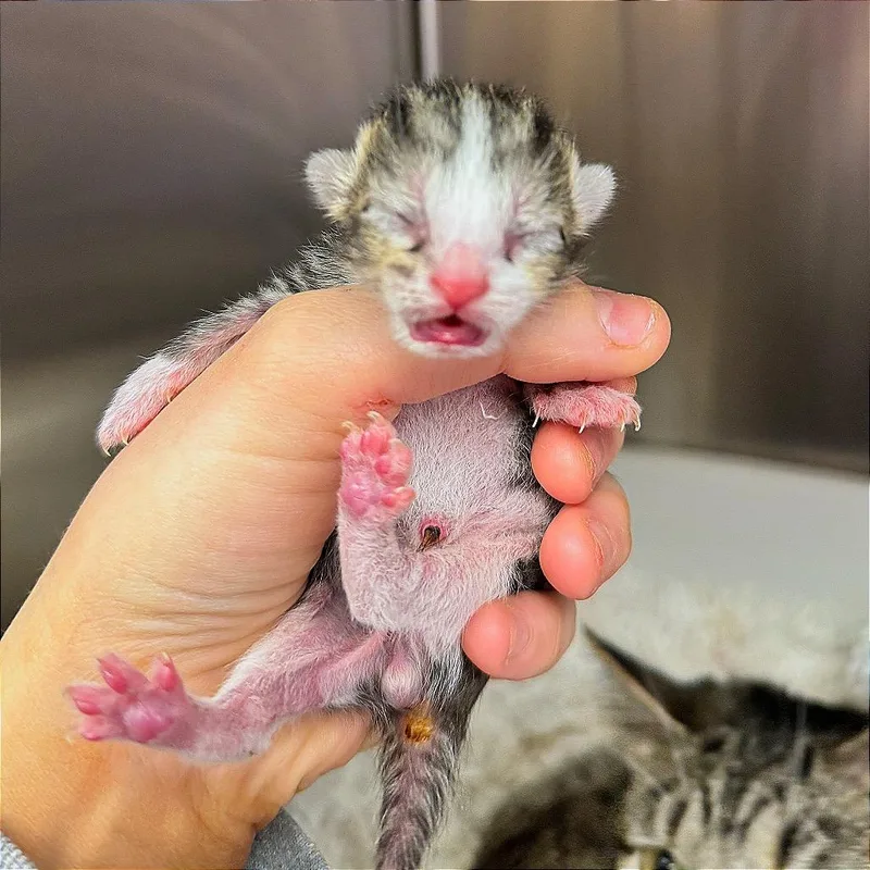 A baby small-sized male Brown / Chocolate Domestic Short Hair cat named Danish for adoption in Hannibal, MO