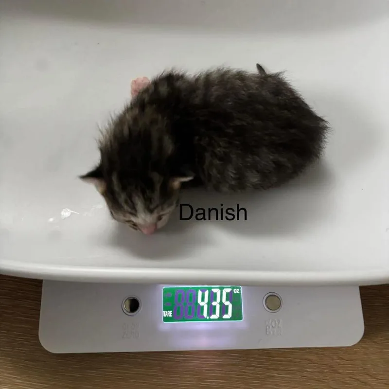 Danish thumbnail 4