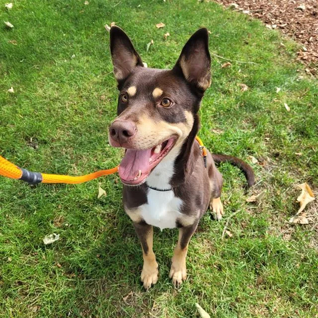 An adult large-sized male German Shepherd Dog dog named Ranger for adoption in Kent, WA