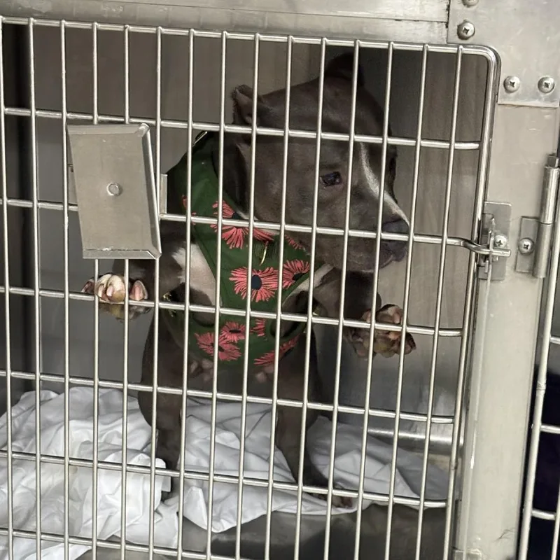 An adult medium-sized female Gray / Blue / Silver Pit Bull Terrier dog named Sunshine for adoption in Northbrook, IL