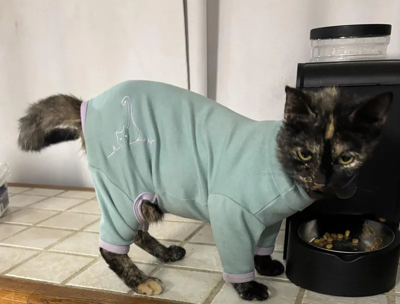 An adult medium-sized female Tortoiseshell cat named Tippy for adoption in MONTGOMERY, TX