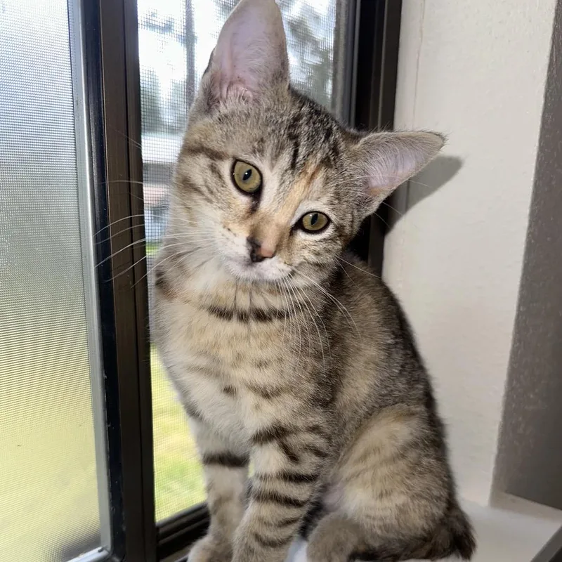 A baby small-sized female Brown / Chocolate Domestic Short Hair cat named Oatmeal for adoption in Spokane, WA