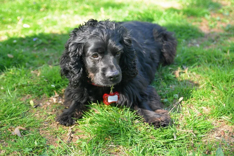 Bella