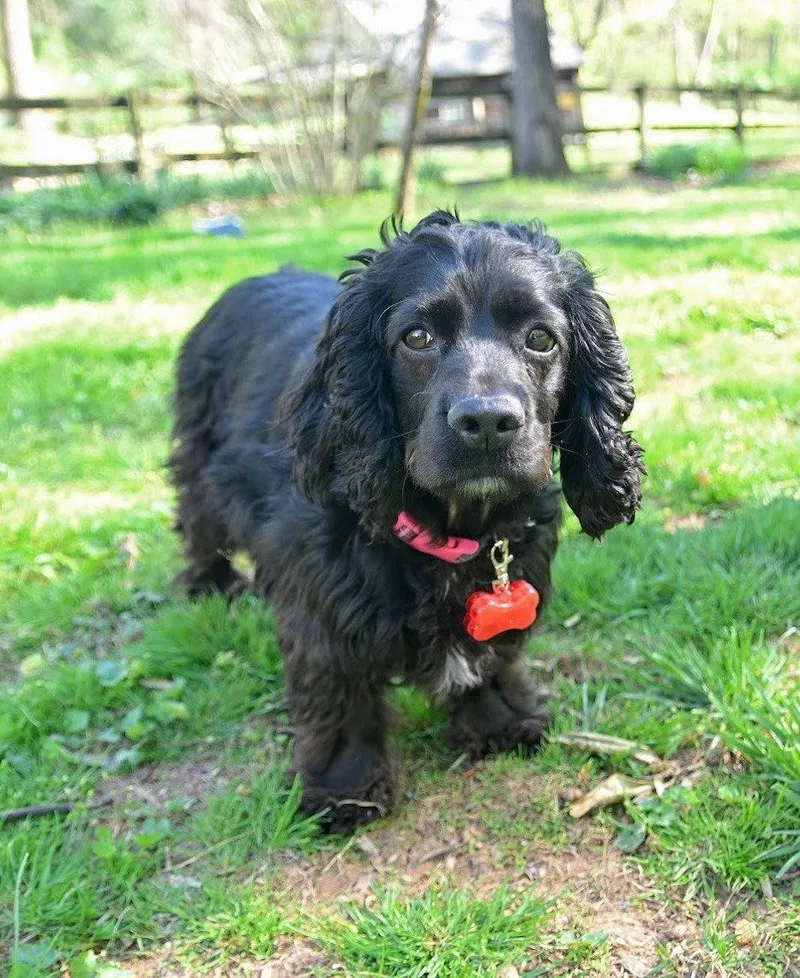 Bella thumbnail 2