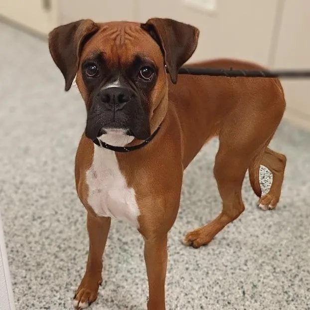 A young medium-sized female Brown / Chocolate Boxer dog named Coco for adoption in Wheeling, IL