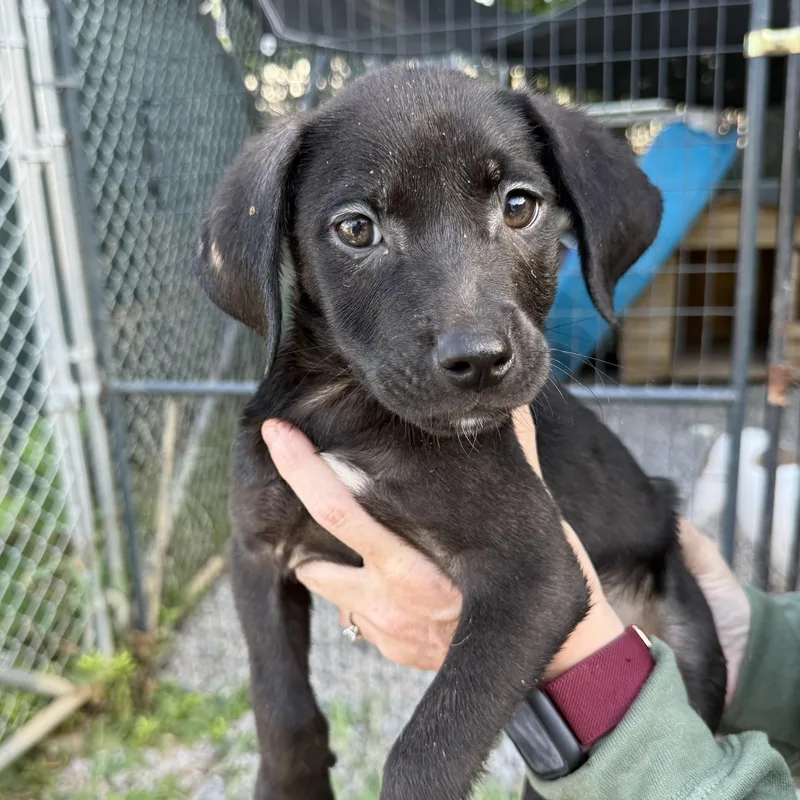 A baby medium-sized male Black Labrador Retriever dog named Air Fryer for adoption in Columbia, SC