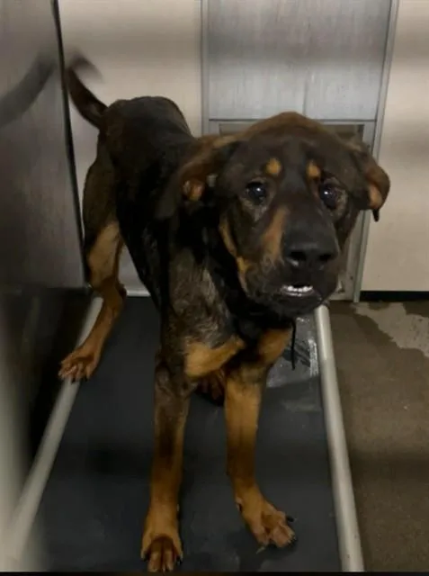 A young large-sized male Rottweiler dog named Scrat for adoption in Stockton, CA
