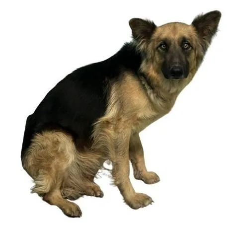 An adult large-sized female Brown / Chocolate German Shepherd Dog dog named Stormy for adoption in Bullhead City, AZ