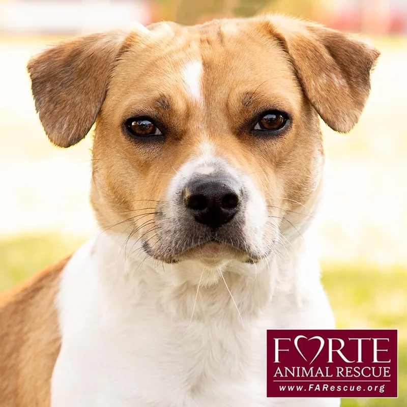 A young medium-sized female White / Cream Beagle dog named Flo for adoption in Marina Del Rey, CA