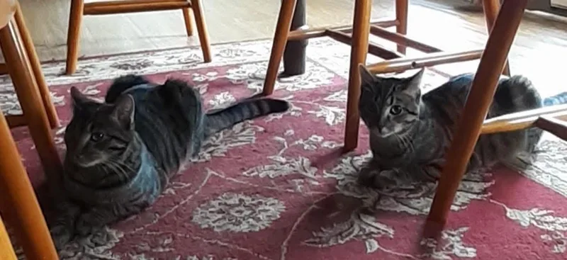 Victoria thumbnail 3