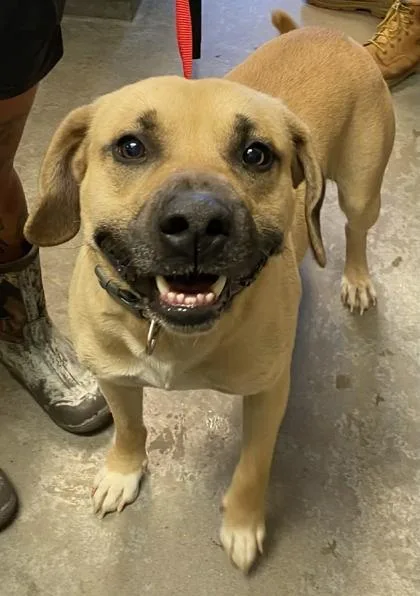 An adult large-sized male Shepherd dog named Riot for adoption in Bowling Green, KY