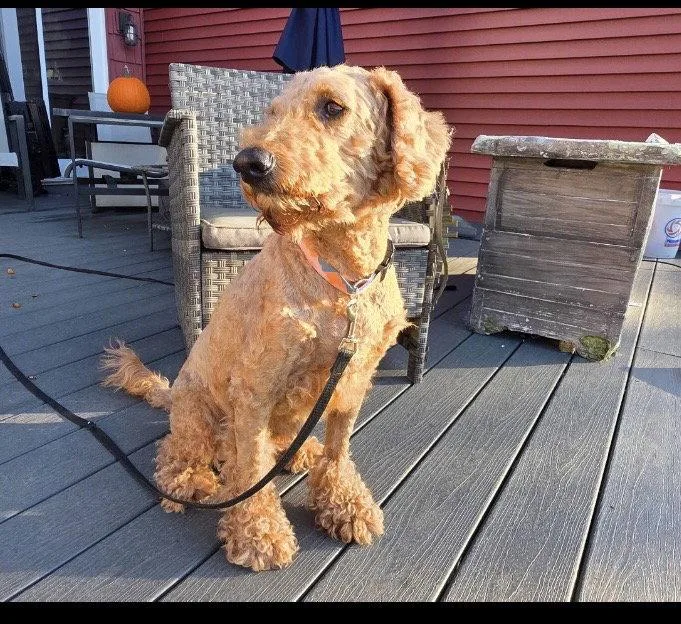 A young medium-sized male Standard Poodle dog named Red yrs  mature for adoption in Sterling, MA