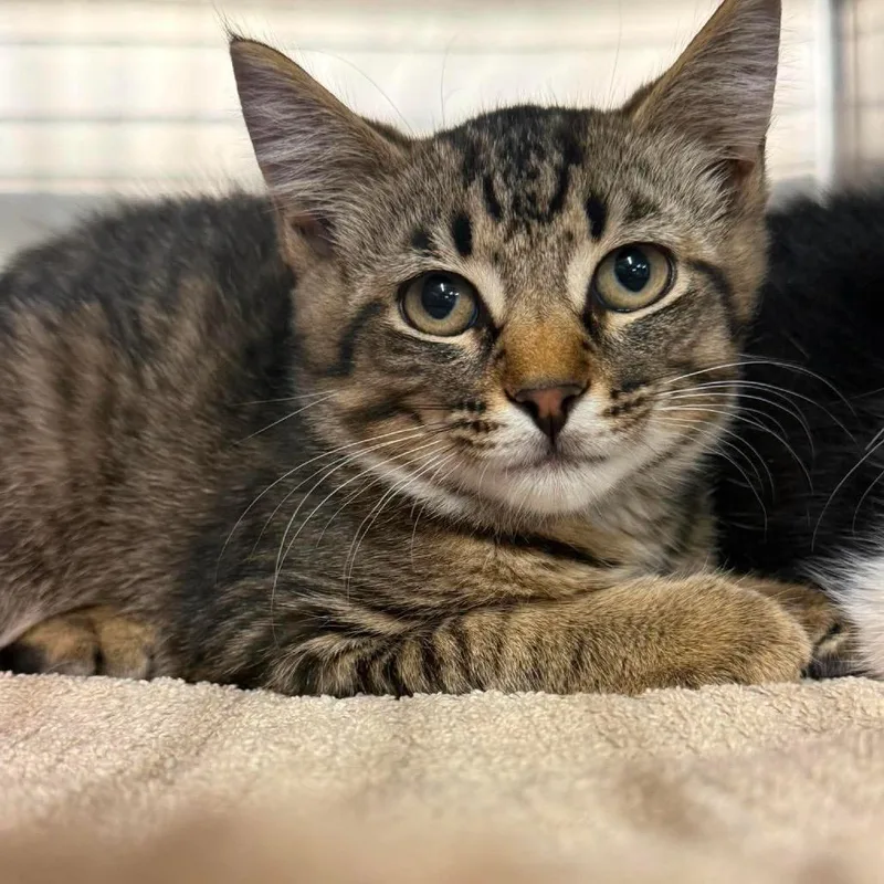 A baby small-sized male Brown / Chocolate Domestic Short Hair cat named Oliver for adoption in Harrisville, WV