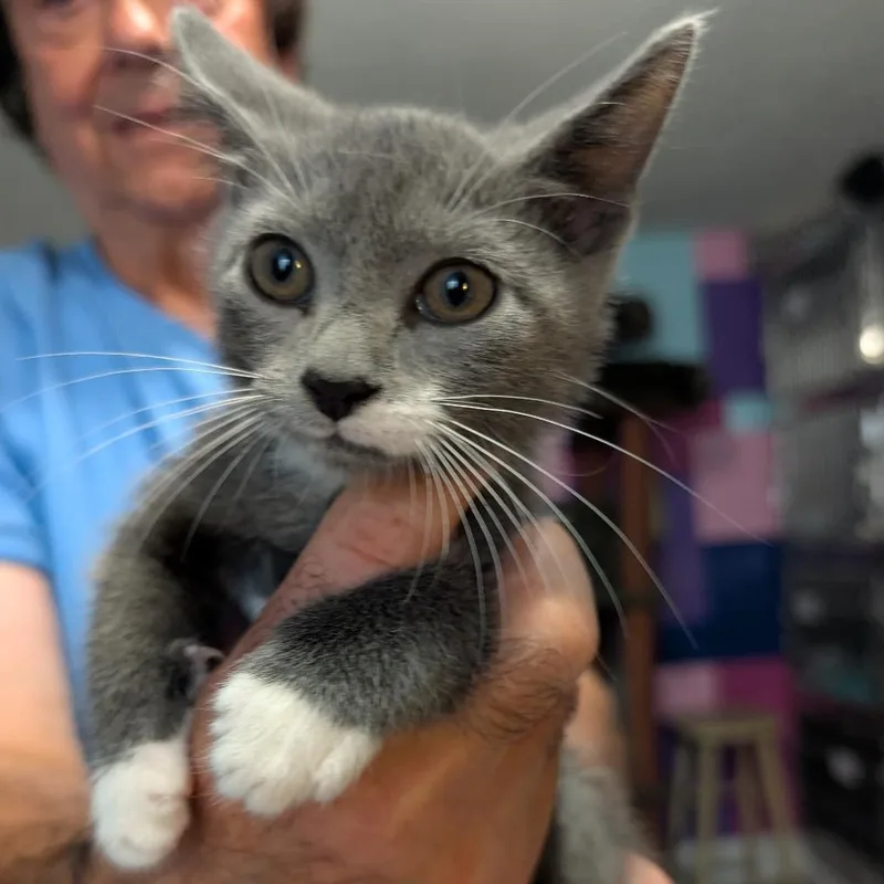 A baby small-sized female Domestic Short Hair cat named Summer for adoption in Reisterstown, MD