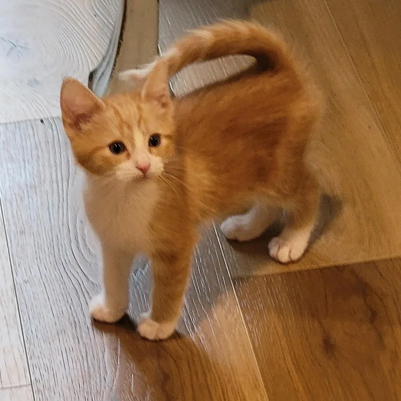 A baby medium-sized female Orange & White Domestic Short Hair cat named Mango for adoption in Wyandotte, MI