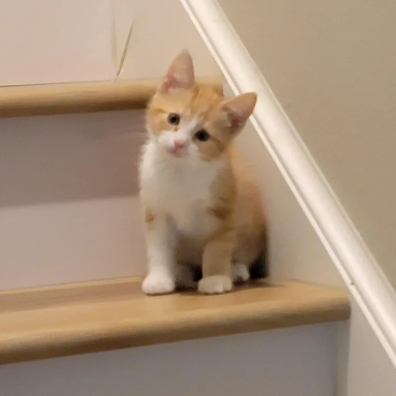 Mango thumbnail 2