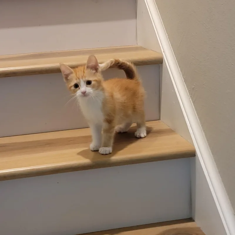 Mango thumbnail 3