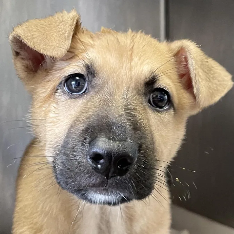 A baby medium-sized female Yellow / Tan / Blond / Fawn Shepherd dog named Tigres for adoption in San Antonio, TX