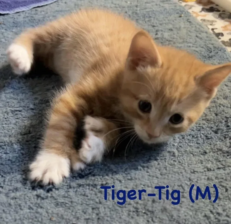 A baby small-sized male Orange & White Domestic Short Hair cat named TigerTig for adoption in Telford, PA