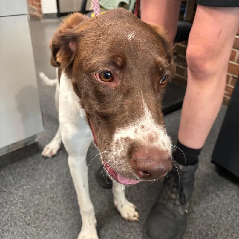 A young medium-sized female White / Cream Mixed Breed dog named Lassie for adoption in Allentown, PA