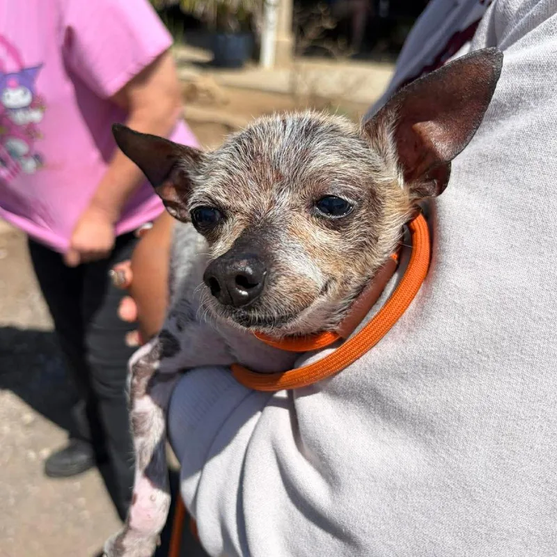 A senior small-sized male White / Cream Xoloitzcuintli / Mexican Hairless dog named Yosh for adoption in Ramona, CA