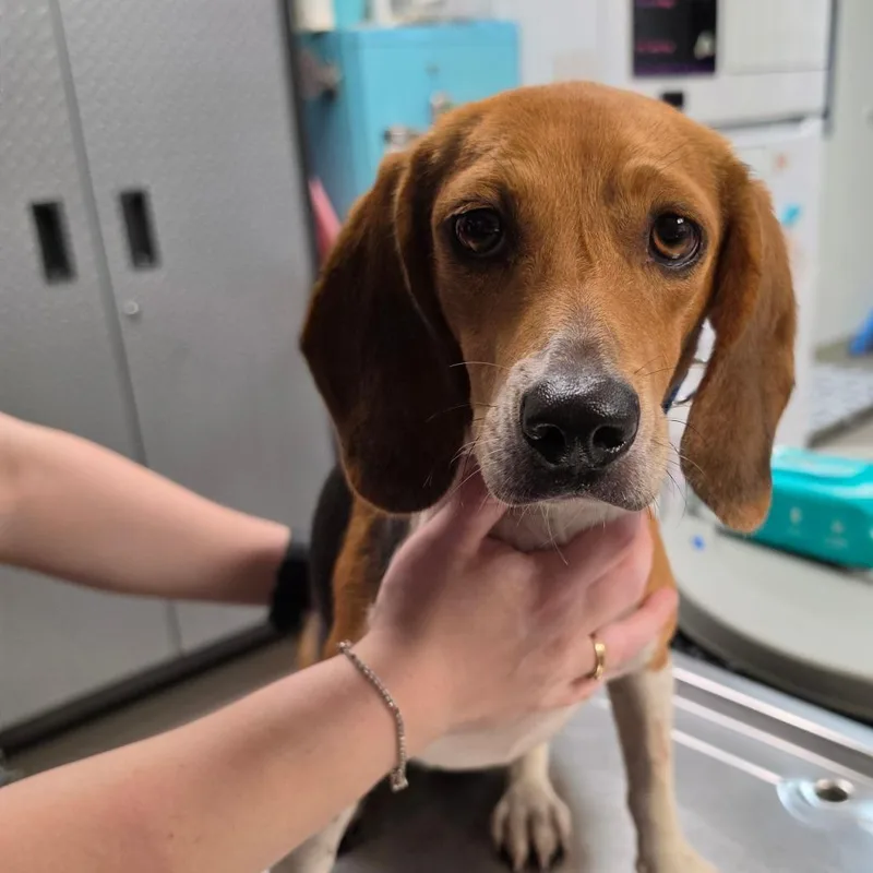 A young small-sized female Yellow / Tan / Blond / Fawn Beagle dog named Poppy for adoption in Newark, NJ