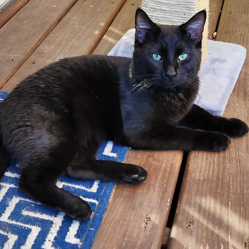 A young small-sized male Black Domestic Short Hair cat named Found Nw Rochester for adoption in Rochester, MN