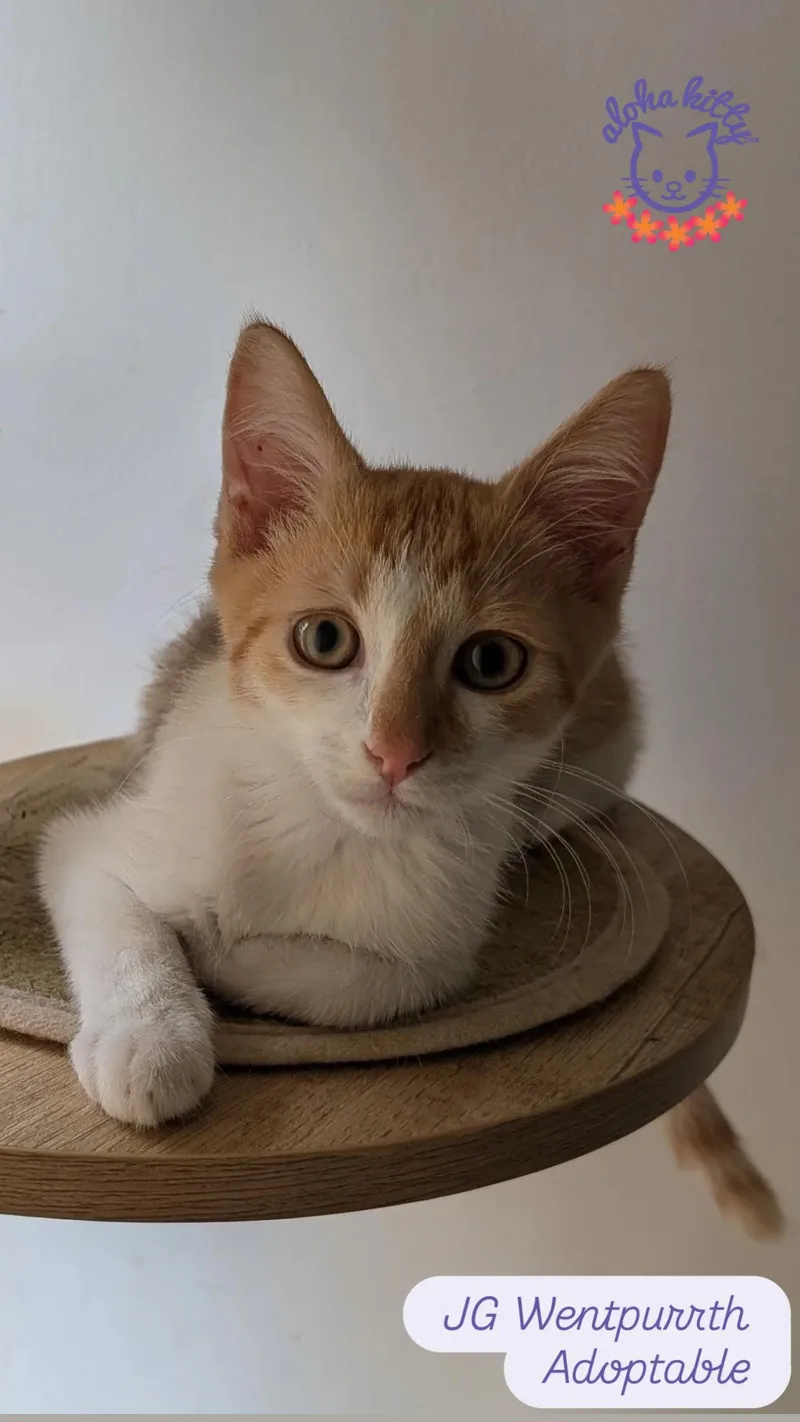 JG Wentpurrth