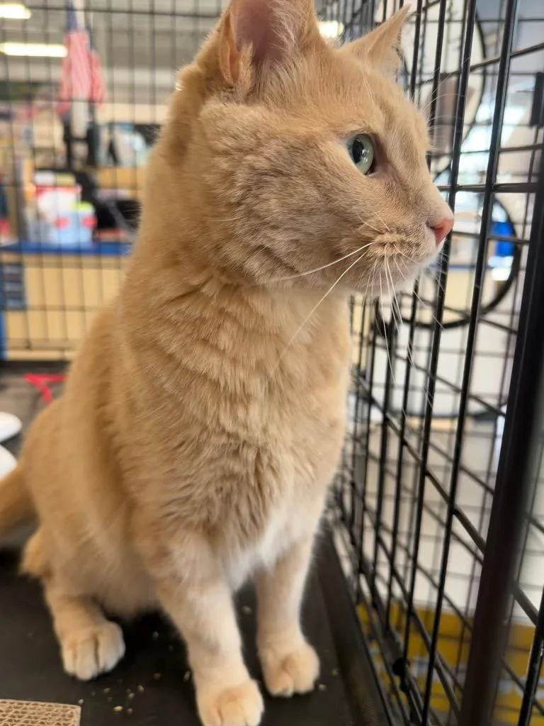 An adult medium-sized male Domestic Short Hair cat named Simba for adoption in Fort Oglethorpe, GA